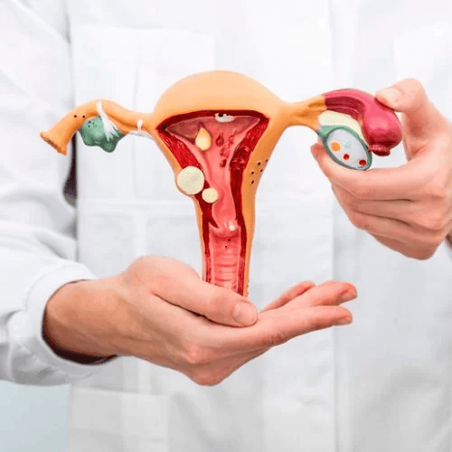 Yılan Yapısı 586530864