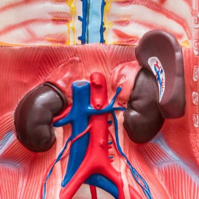 Karaciğer ve Böbrek Enzimleri Kontrol Paketi